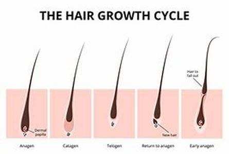 Understanding Hair Growth Cycles and Hair Loss