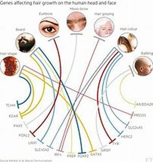 Scientists discover links between hair loss and genetics