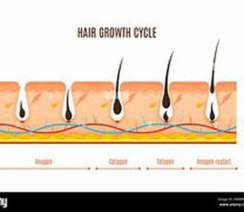 Cycle Of Hair Growth And Information about Follicles