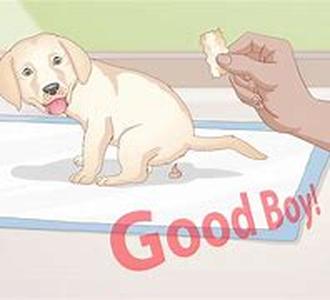 Paper Training A Puppy Without Ruining Your Floor, Staining Your Carpet, And Pulling Out Your Hair