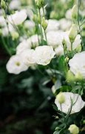 Ethically Sourced Flowers