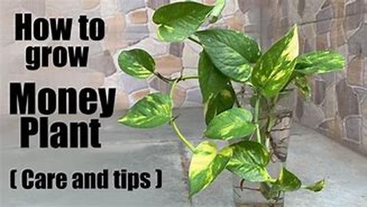 How To Make Friends And Avoid Enemies
