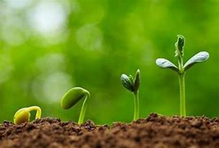 Plant a Seed and Watch Your Business Grow
