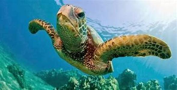 Scrapbooking Tips That Respect The Environment