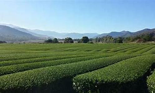 Tea Drinking In The United States