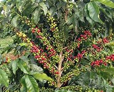 Coffee Machines - Getting Perfect Quality Coffee