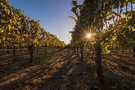Guide to Spring Mountain Wineries in Napa Valley