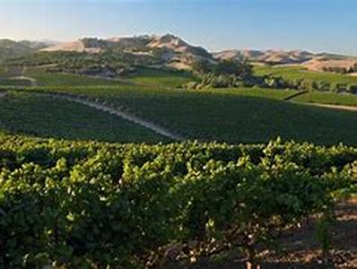 Guide to Stags Leap Wineries in Napa Valley