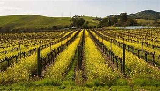 Guide to Oakville Wineries