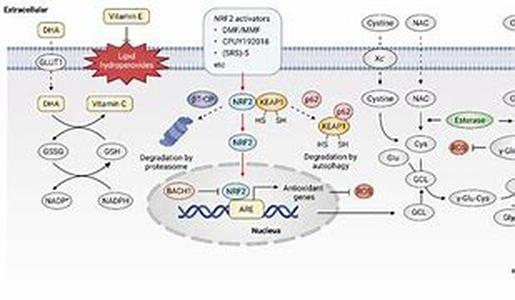 Combined Antioxidant and Preeclampsia Prediction Studies