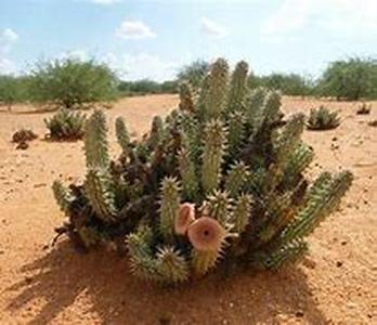 Hoodia and Hunger