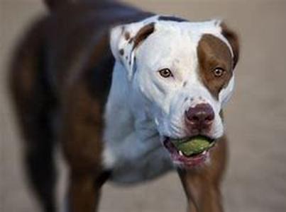 Dog Allergies:  What to Do If You Are Allergic to Your Dog