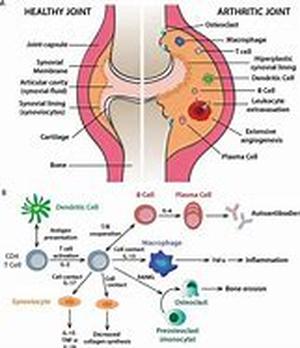 Research And Study On Pueraria Mirifica