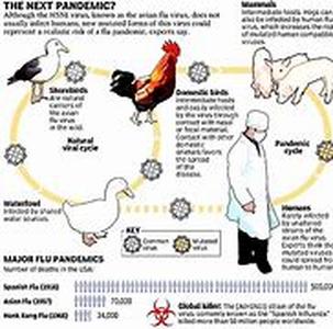 Bird Flu- Threatening Poultry Sales