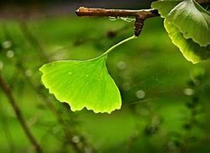 Foliar Organic Fertilizer