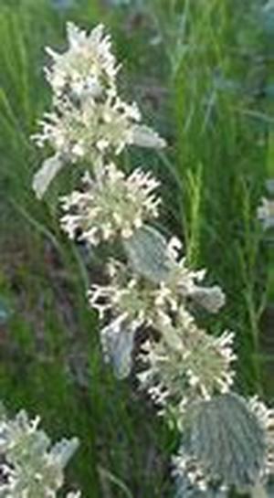 Hoodia Side Effects : The Good and the Bad News About Hoodia