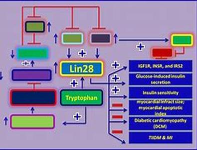 Amino acids are known to be the building blocks of the body and play a vital role in the construction of proteins which is very essential for bodily functions