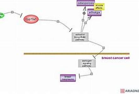Arimidex-Liquidex A Popular Aromatase Inhibitor