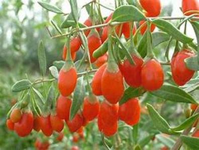 Goji and Arthritis