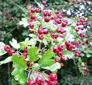 Gymnema Sylvestre