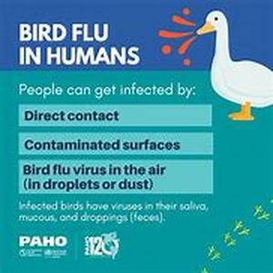 Bird Flu No Risk To Poultry Consumers