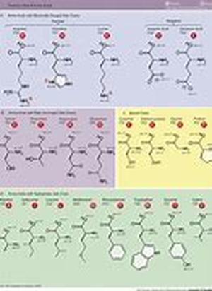 Amino acids are essential to the body; they are the building blocks of protein