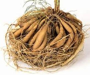 Ashwagandha: An Indian Herb