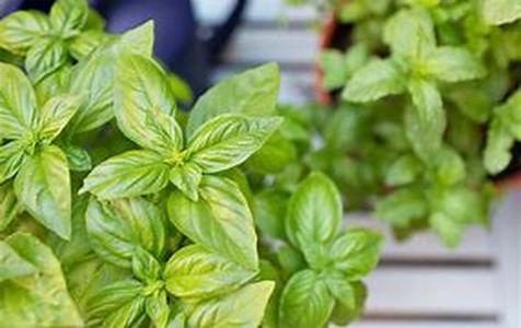 Herbal nutritional supplement