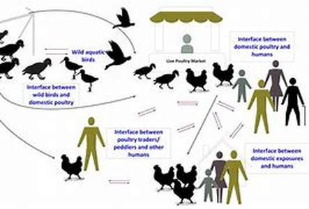 Bird Flu: A Historical Perspective