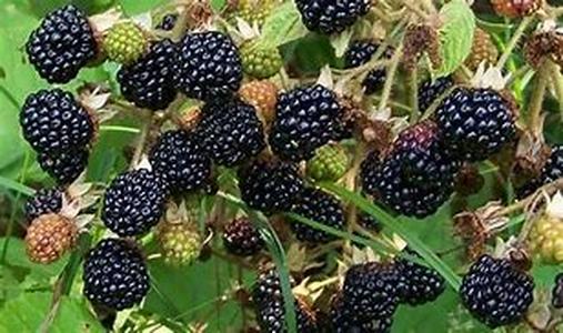Bilberry