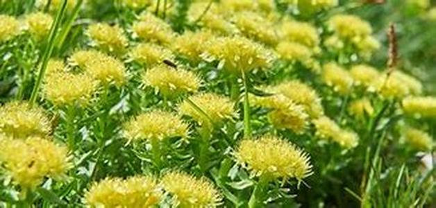 Upper Back Pain Relief