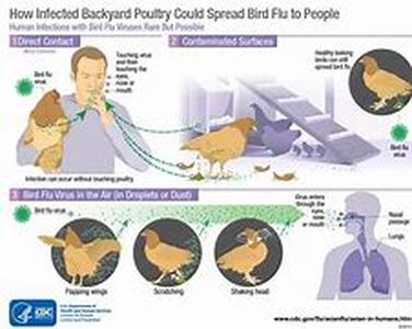 Bird Flu and TamifluMaking Your Supply of Tamiflu Go Farther in an Emergency Situation