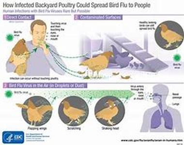Bird Flu: Diagnosis