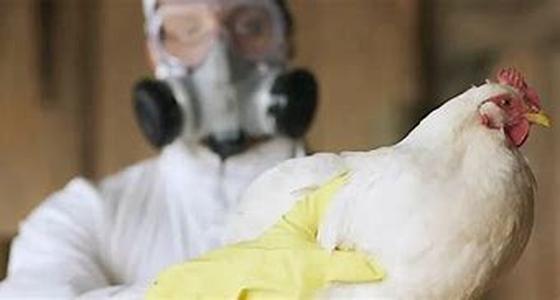 Bird Flu Is In The U