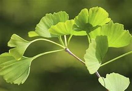 Keyword : Biloba Danger Ginkgo