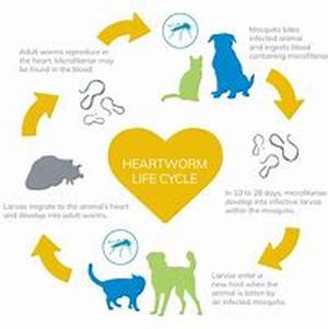 Primary keyword-- Health and tips on healthy living