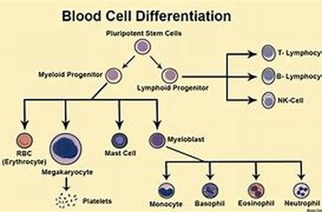 Hematology Analyzers for Most Accurate and Quicker Blood Test Results  Summary: Hematology analyzers are automated machine used to count and analyze blood samples accurately and efficiently