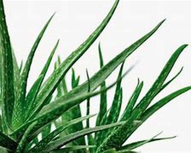 All You Need To Know About Fragrances And Perfumes