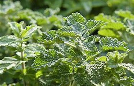 Hoodia Said To Benefit Appetite Suppression, But Experts Not Certain