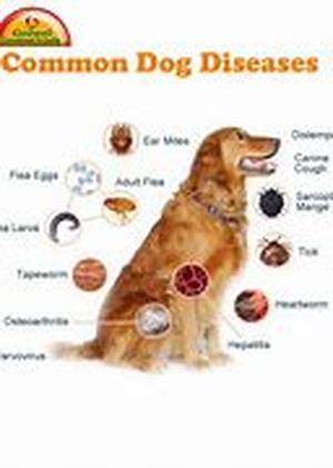 Pet Health Insurance for VIP's