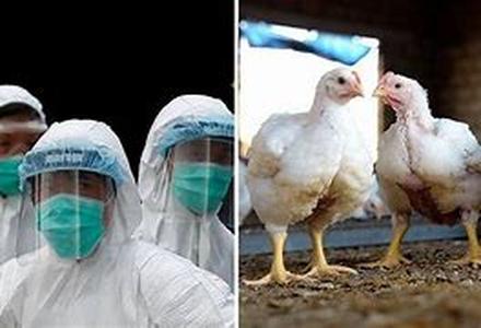 Bird Flu and You: How Will The Flu Affect You