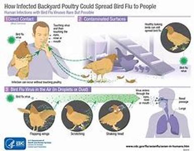 Bird Flu: An Introduction To The Latest Global Health Threat