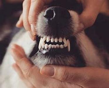 Dog Depression: Is it possible