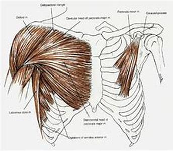 Know Your Anatomy