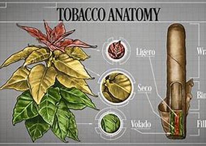 Smoking Facts: Available Quitting Aids For Smokers
