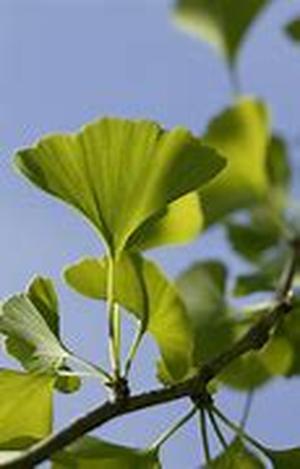 Natural Organic Fertilizer