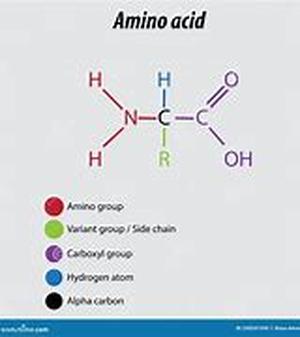 Amino Acid Therapy