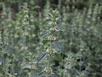Hoodia Weight Loss Supplements Add To Jenny Craig Diet Programs