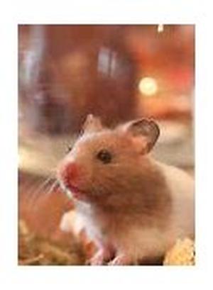 How To Cure Some Health Problems Of Your Pet Chinchilla