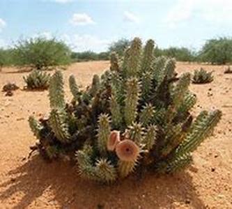 Hoodia For Appetite Suppression And Weight Loss